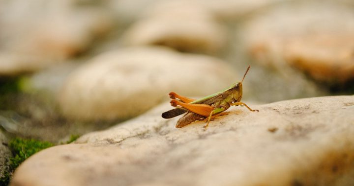 Los insectos: la nueva expectativa para disminuir la hambruna