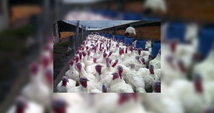 Productos orgánicos al alcance de la sociedad. Granja ecológica Cocotla