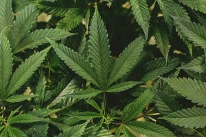 La agroindustria del cannabis